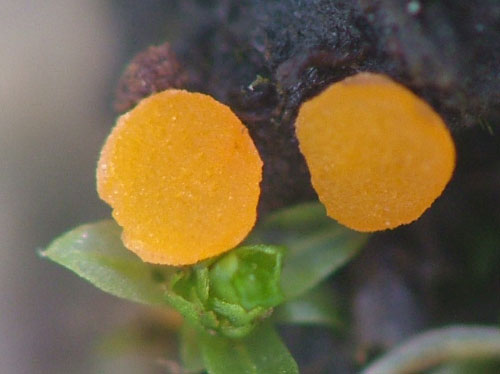 Octospora roxheimii