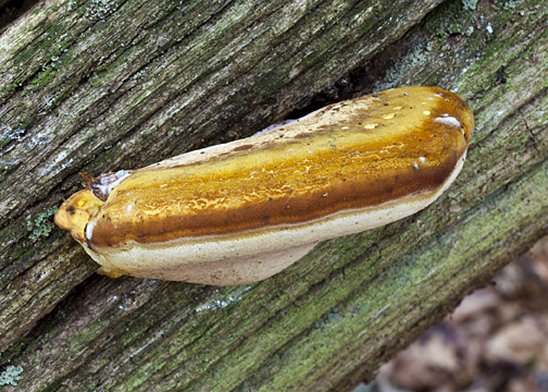 Piptoporus quercinus