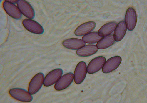 Ascobolus lignatilis