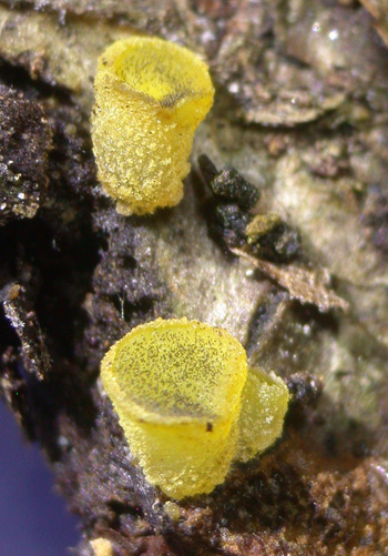 Ascobolus lignatilis